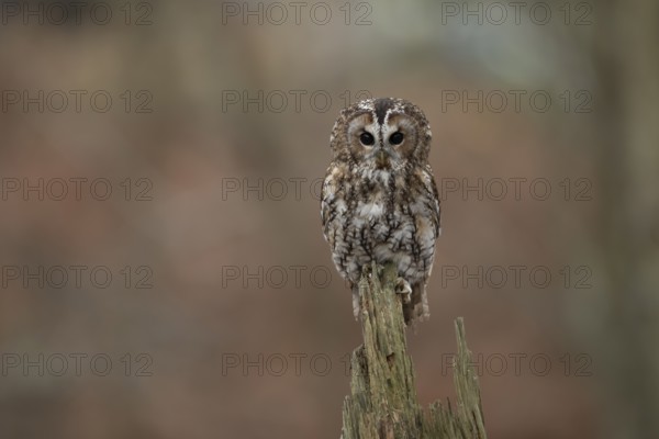 Tawny owl (Strix aluco) adult bird on a tree branch in a woodland in autumn, England, United