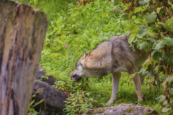 A eurasian gray wolf (Canis lupus lupus) stands on hilly terrain between a dead tree and a bush,