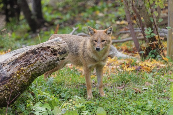 A golden jackal (Canis aureus) stands behind a rotting tree lying on the ground between bushes and