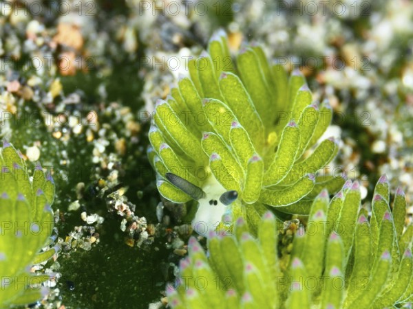 Close-up of a green leaf sheep snail (Costasiella kuroshimae), called Shaun the Sheep. Sea snail