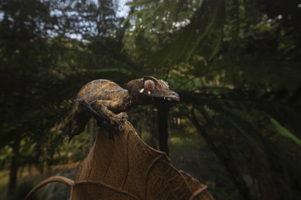 Satanic leaf-tailed gecko (Uroplatus phantsticus) in the rainforests of the Voimma Community Pars
