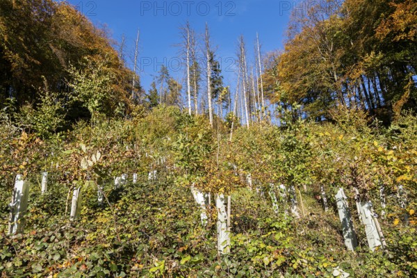 Reforestation of a section of forest destroyed by a storm, climate, climate change, storm,