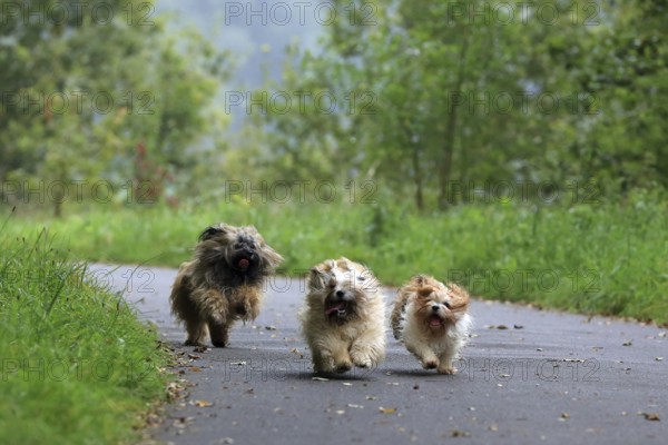 Lhasa Apso, Lhasa terrier, lion dog, Tibet, playing, running