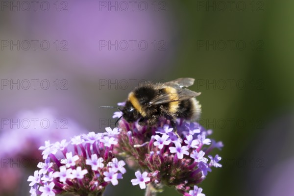 Buff tailed bumblebee (Bombus terrestris) adult bee on a garden Verbena purple flower, England,