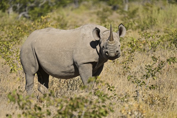 Black rhinoceros (Diceros bicornis) grazing in the thorn savannah, Etosha National Park, Namibia,