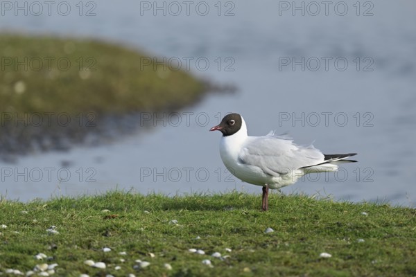 Black-headed Black-headed Gull (Chroicocephalus ridibundus, syn.: Larus ridibundus), Texel, West
