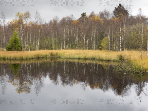 View of Rotes Moor lake in autumn, reflection of the trees in the water, Rhön UNESCO Biosphere