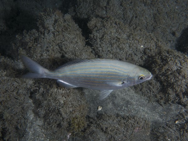 Salema porgy (Sarpa salpa) swims over lava sand in the sea at night. Dive site Playa, Los
