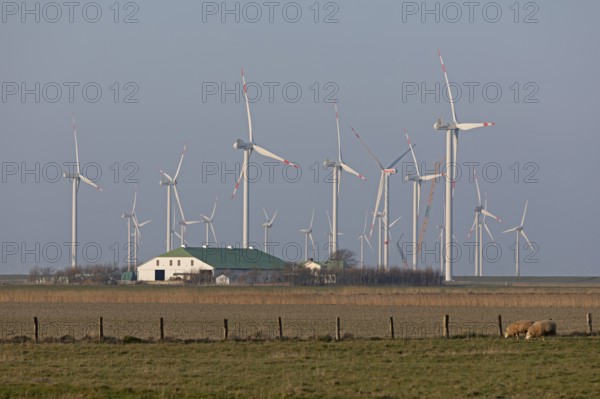 Farm, wind farm, wind power plants, sheep, Reußenköge, North Frisia, Schleswig-Holstein, Germany,