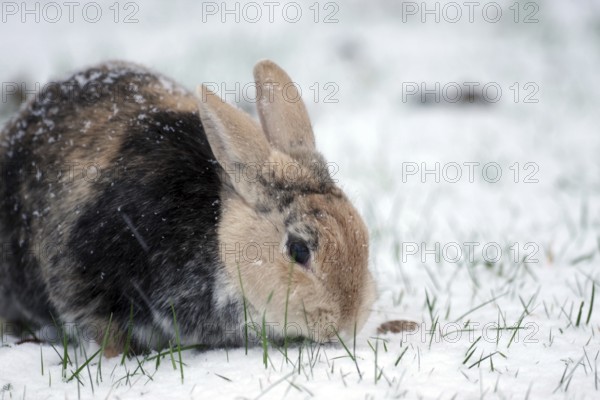 Rabbit (Oryctolagus cuniculus domestica), pet, portrait, snow, The domestic rabbit still finds