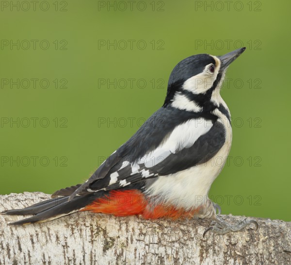Great spotted woodpecker (Dendrocopos major) female sitting on a birch trunk, Animals, Birds,