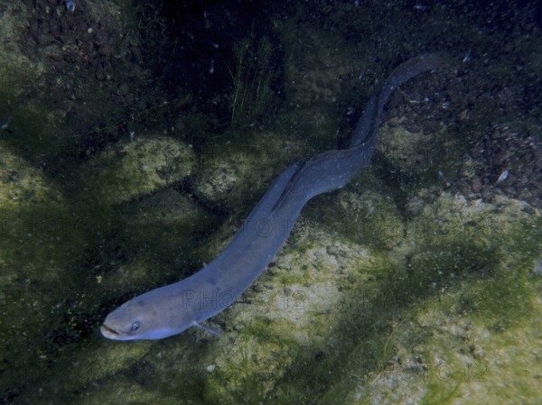 Snake-like European eel (Anguilla anguilla) in the water, hidden between stones and algae. Dive
