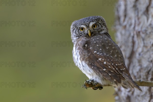 Pygmy Owl (Glaucicium passerinum), sitting on the branch of a tree, Pirchner Ast, Schwaz, Tyrol,
