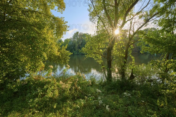 Sunbeams break through the dense canopy of leaves and illuminate a calm river in a green landscape,