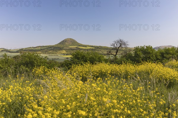 Mila mountain (nature conservancy area in Rana u Loun, on a sunny day. Yellow plants blooming in