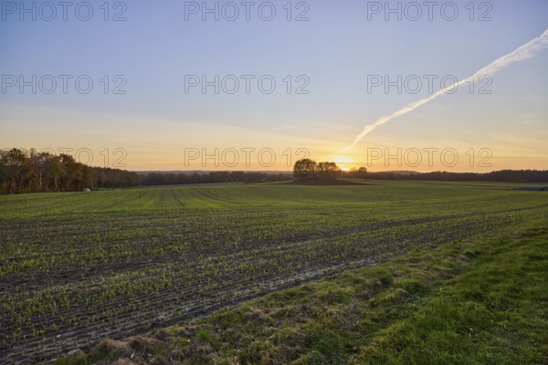 Cultural landscape, trees, sunset, backlight of the sun, Hanstedt in der Nordheide, Lüneburger