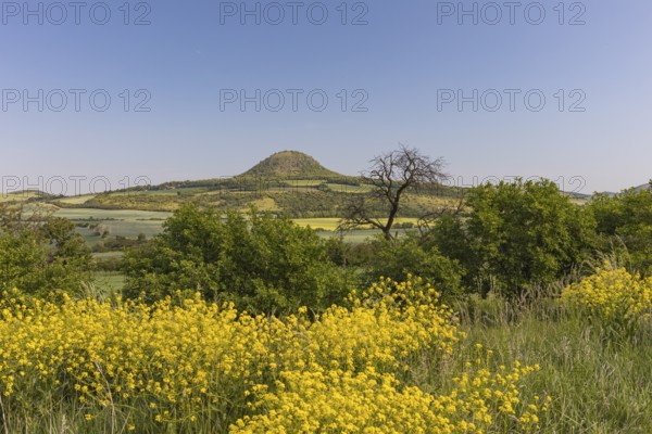 Mila mountain (nature conservancy area in Rana u Loun, on a sunny day. Yellow plants blooming in