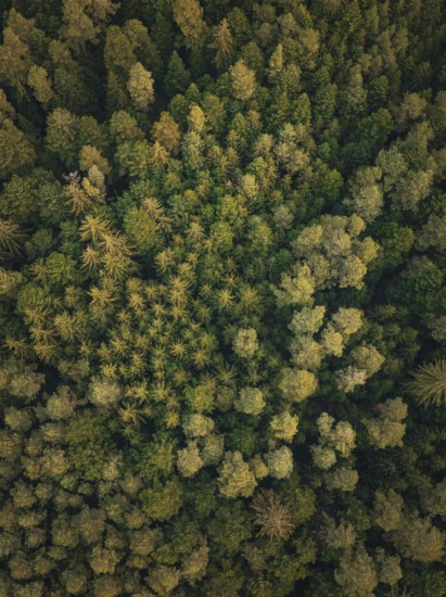 Pattern of treetops, densely packed like a green carpet, Unterhaugstett, Black Forest, district of