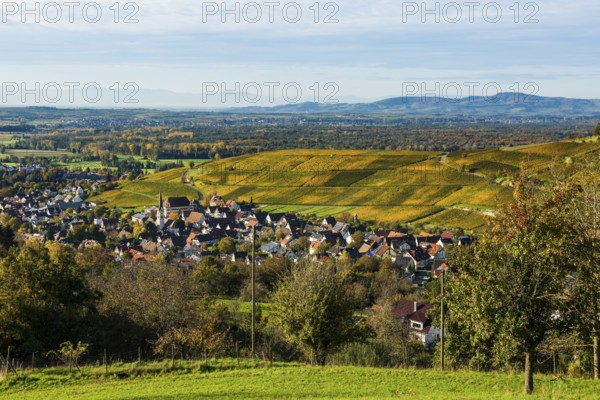 Hilly landscape and village with vineyards in autumn, Ebringen, near Freiburg im Breisgau,