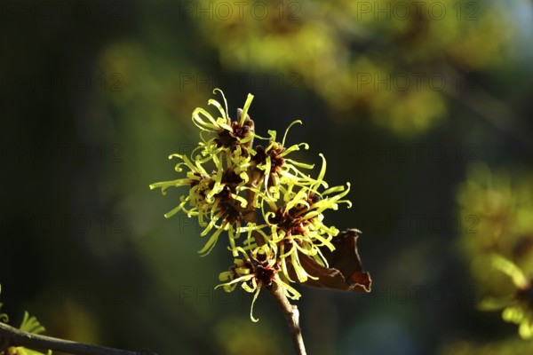 Flowering witch hazel (Hamamelis intermedia), January, Germany, Europe