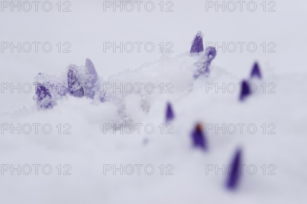 Crocuses in the snow, Winter, Germany, Europe