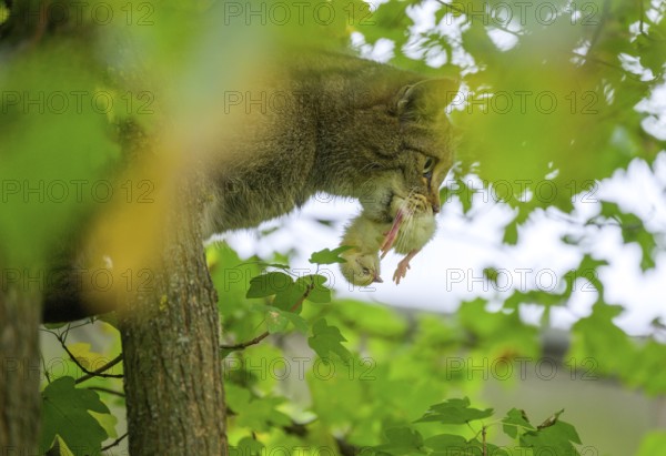 European wildcat or forest cat (Felis silvestris) with dead chicks in the wildcat enclosure at the
