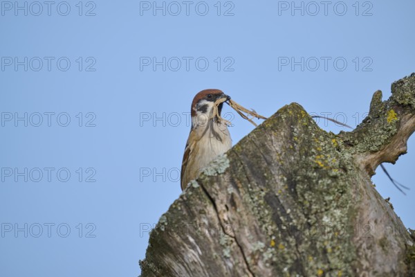 Eurasian tree sparrow (Passer montanus) building a nest in a tree hollow, in spring, Mönchberg,