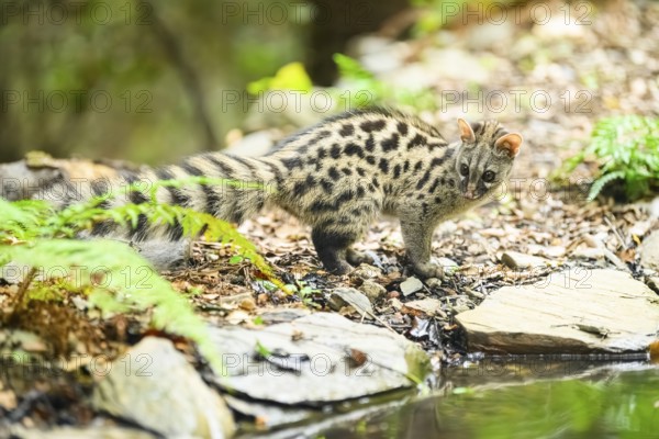 Young Common genet (Genetta genetta) at the shore of a lake, wildlife in a forest, Montseny