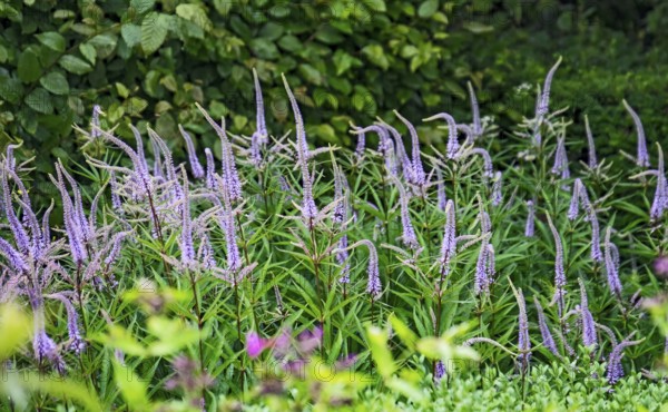 Veronicastrum virginicum, also known as candelabra speedwell, North Rhine-Westphalia, Germany,