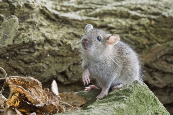 A juvenile Norway rat (Rattus norvegicus) sits on a stone and looks up attentively. The