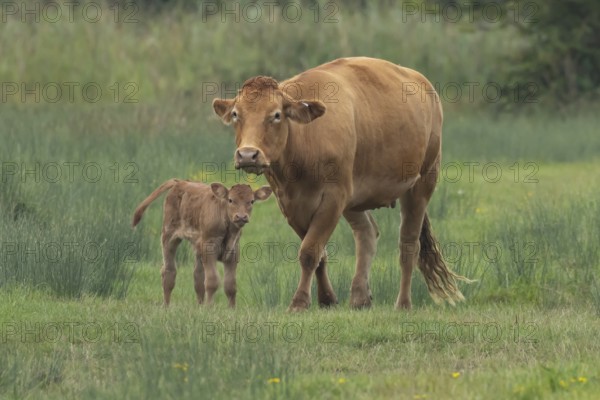 Domesticated cow or cattle (Bos taurus) adult farm animal mother with a baby young calf in a grass