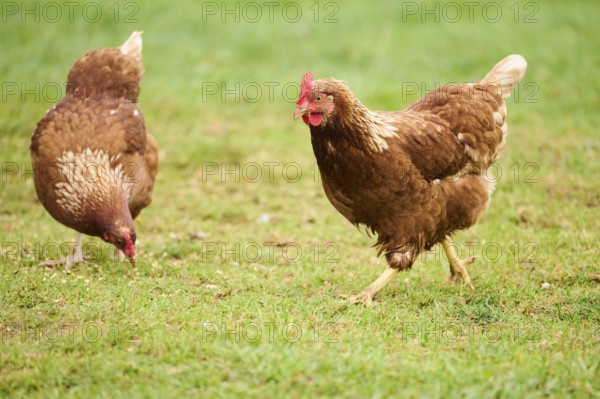 Two brown feathered chickens with red combs pecking at the ground on a grassy field, Chicken