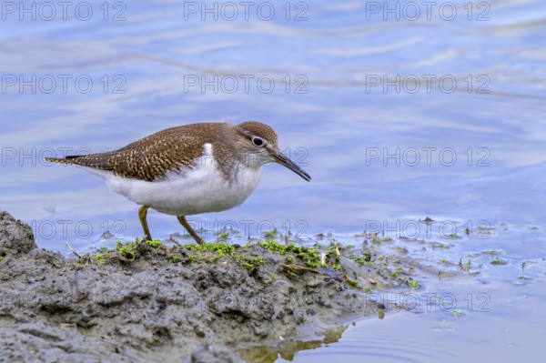 Common sandpiper (Actitis hypoleucos, Tringa hypoleucos) foraging for invertebrates in mud along