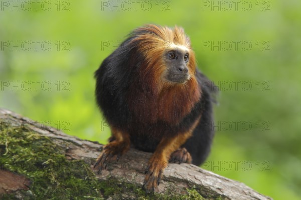 Golden-headed (Callitrichidae) lion monkey, portrait, adult, Golden-headed lion monkey,