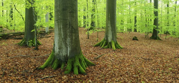 Old beech forest with giant beech trees in early spring, fresh green foliage, natural forest