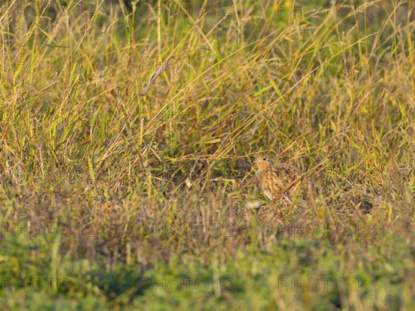 Gray partridge (Perdix perdix), hiding in the old grass of a fallow land, Solms, Hesse, Germany,
