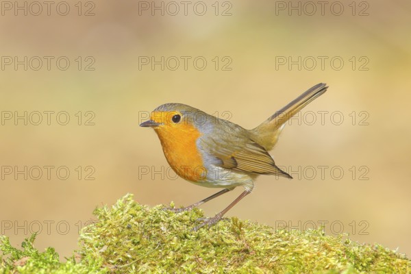 Robin (Erithacus rubecula), foraging, winter feeding, standing on moss, wildlife, songbirds,