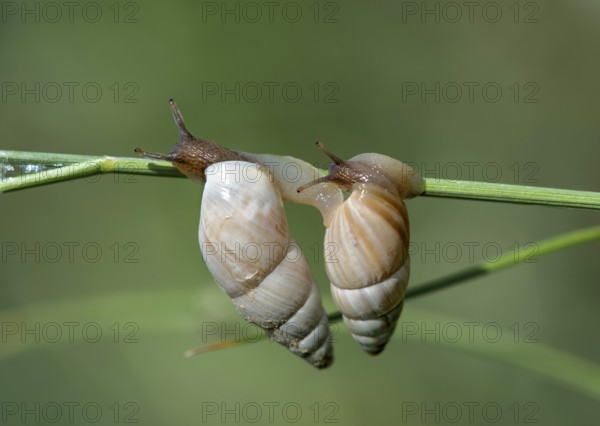 Two March snails (Zebrina detrita) crawling on a blade of grass, Kaiserstuhl region,