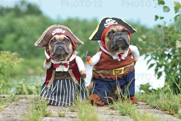Funny French Bulldog dogs dressed up with pirate and pirate bride costumes with hat, hook arm and