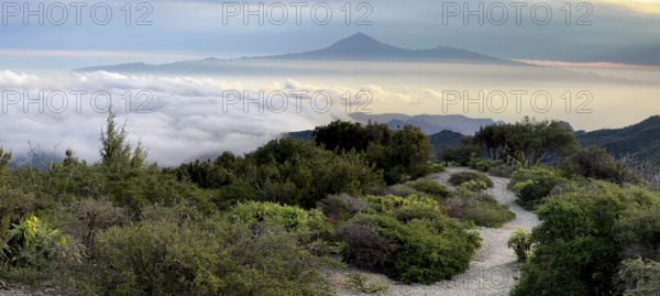 Sunrise, view of Mount Teide from Alto de Garajonay, Tenerife, Garajonay National Park, La Gomera,