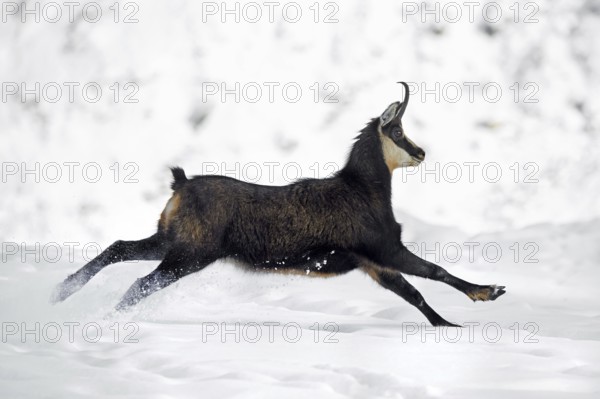 Alpine chamois (Rupicapra rupicapra) female in dark winter coat running down snow covered mountain