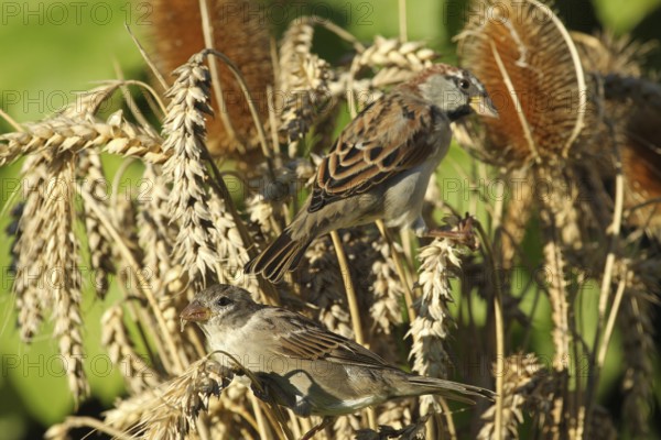 House sparrow (Passer domesticus) female and male foraging in a wheat field, Allgäu, Bavaria,