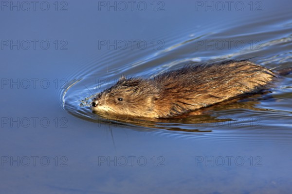 Muskrat (Ondatra zibethicus) adult, swimming, in the water, foraging, Moss Landing, Monterey,