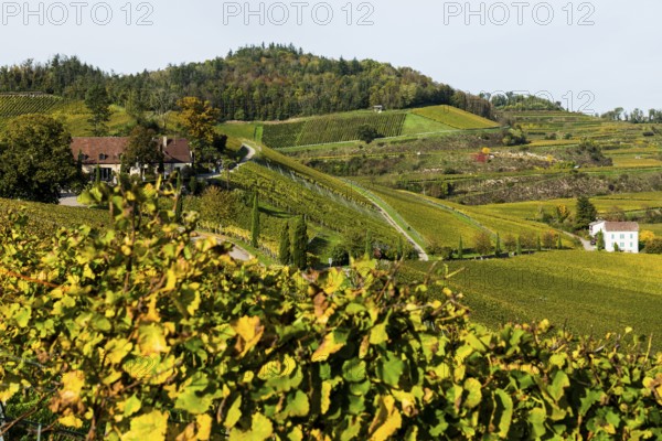 Vineyards and winery with palm trees and cypresses in autumn, Blankenhornsberg, near Ihringen,