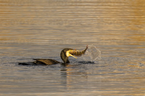 Bird has just caught fish in its beak, water splashes high during the hunt, Cormorant,