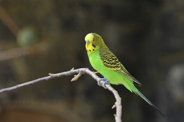 Budgerigar (Melopsittacus undulatus), adult, natural colours, on a branch, captive, occurrence in