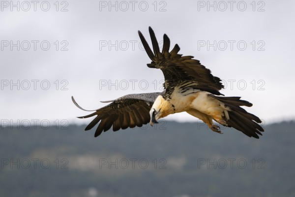 Bearded Vulture (Gypaetus barbatus) adult bird in flight with mountains in the backround, Pyrenees,