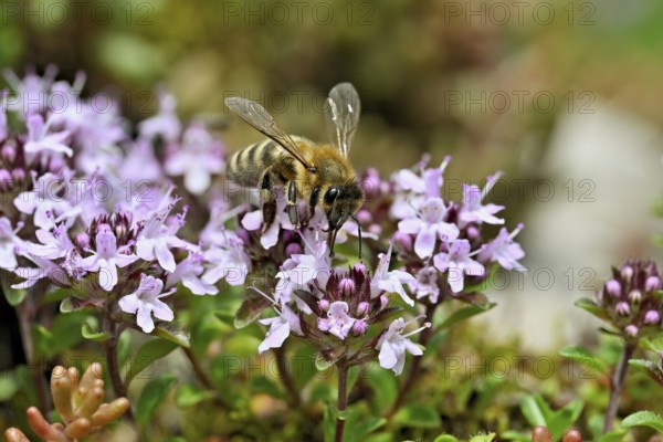 Honey bee (Apis mellifera), collecting nectar on wild thyme (Thymus pulegioides), Switzerland,