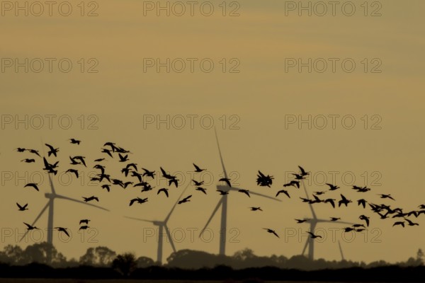 Barnacle goose (Branta leucopsis) silhouette of birds flying at sunset with wind turbines of a