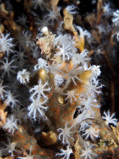 Close-up of blooming coral polyps of snowflake coral (Carijoa riisei), with striking patterns, dive